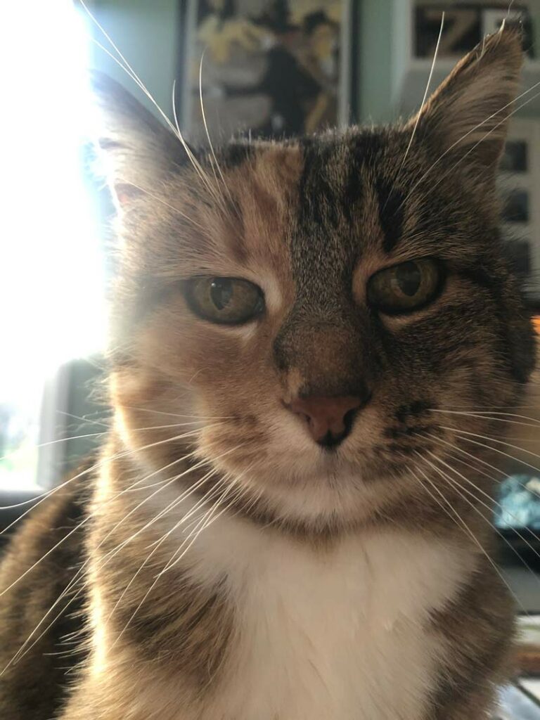 Chat aigri qui nous regarde intensément.