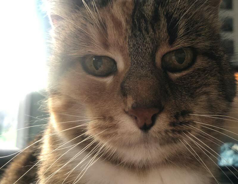 Chat aigri qui nous regarde intensément.